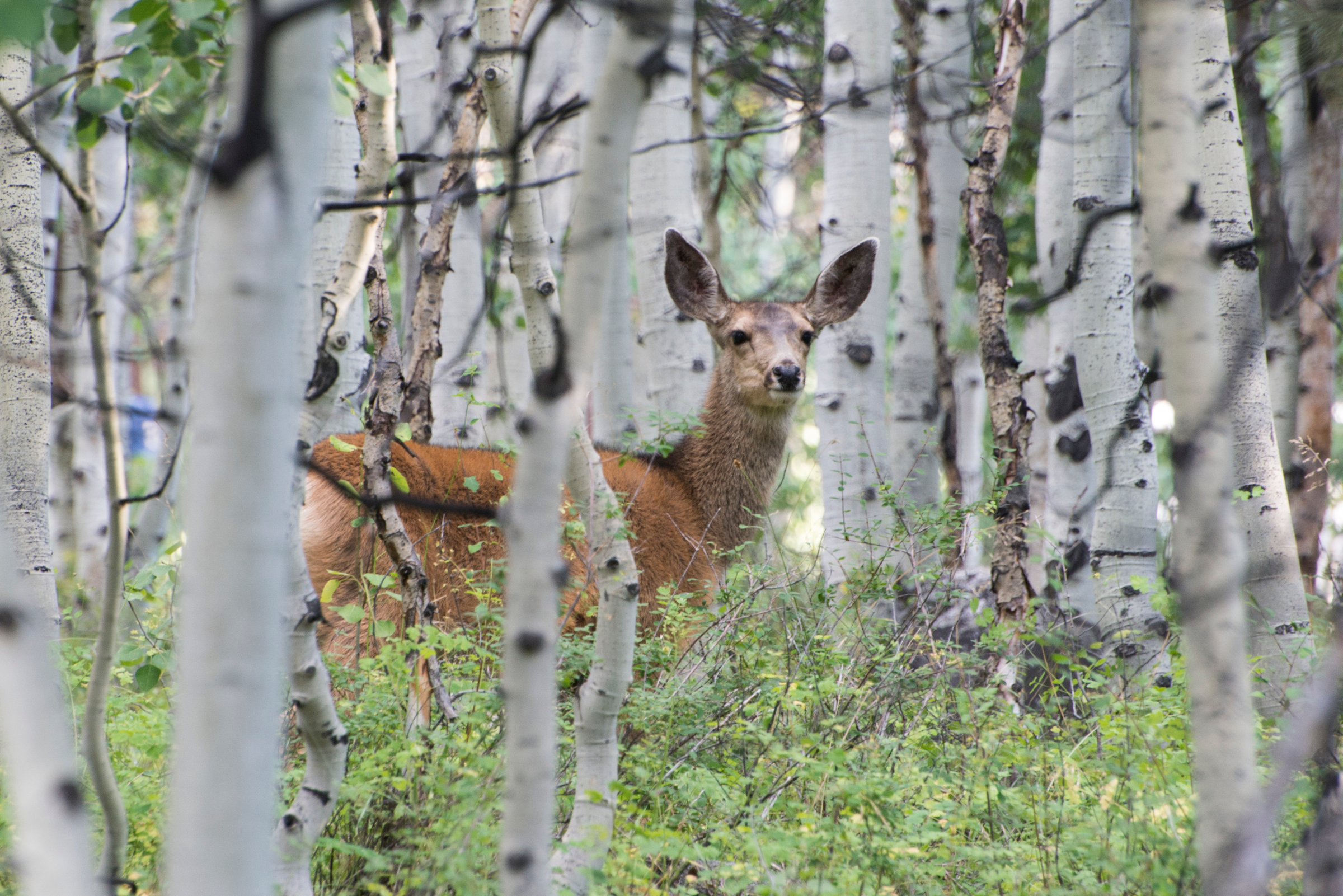 Deer