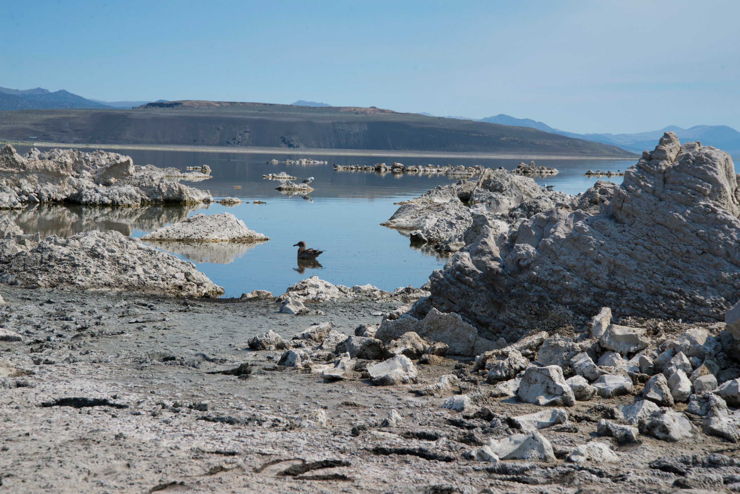 Bird at Mono Lake