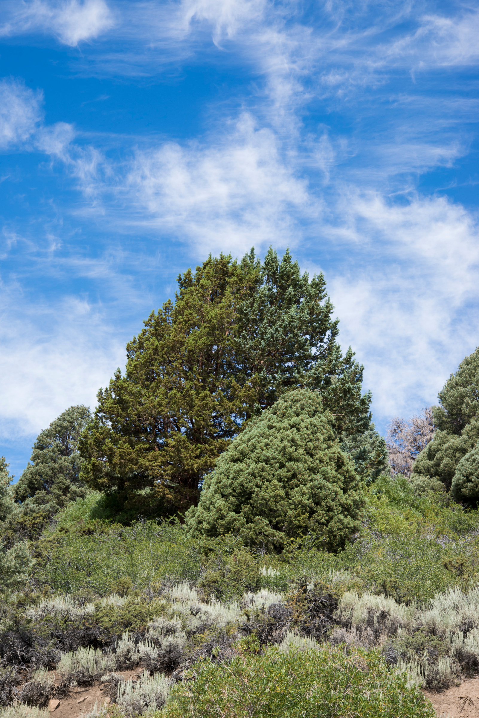 Tree and Clouds