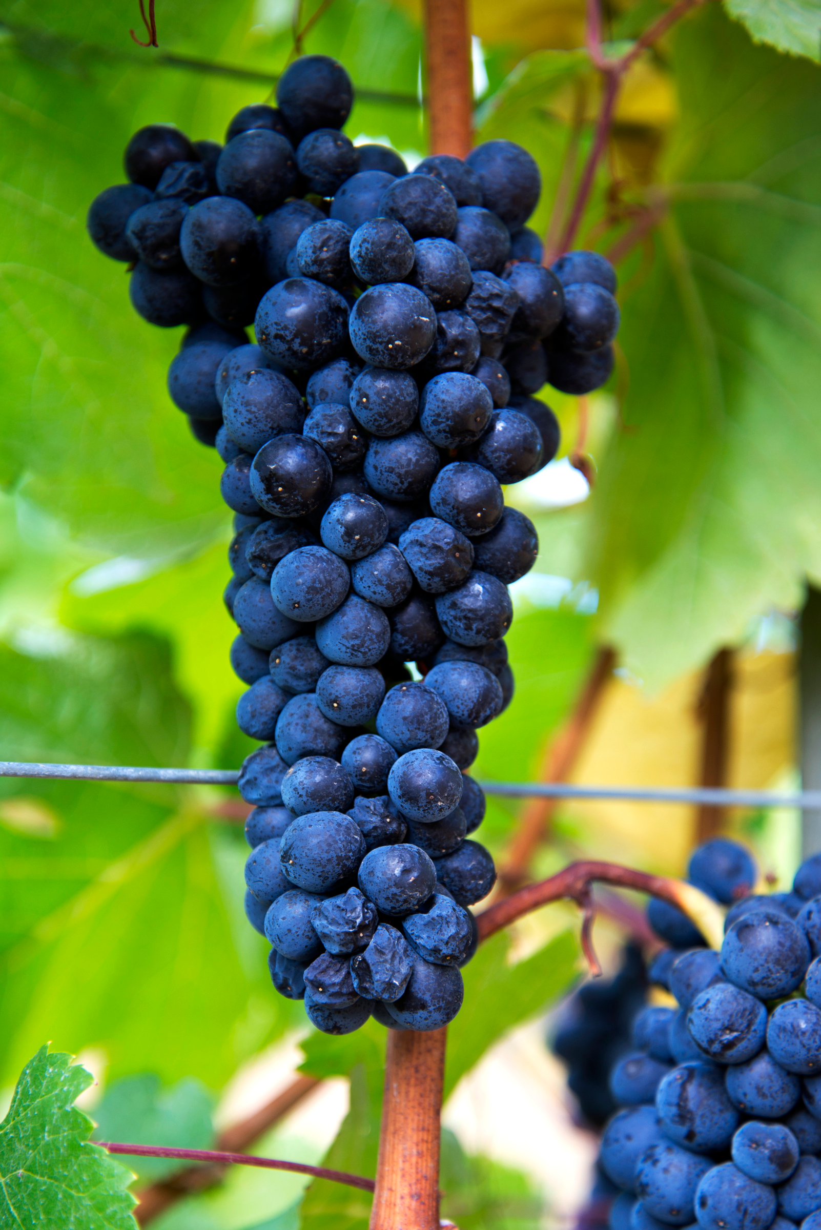 Bunch of Grapes