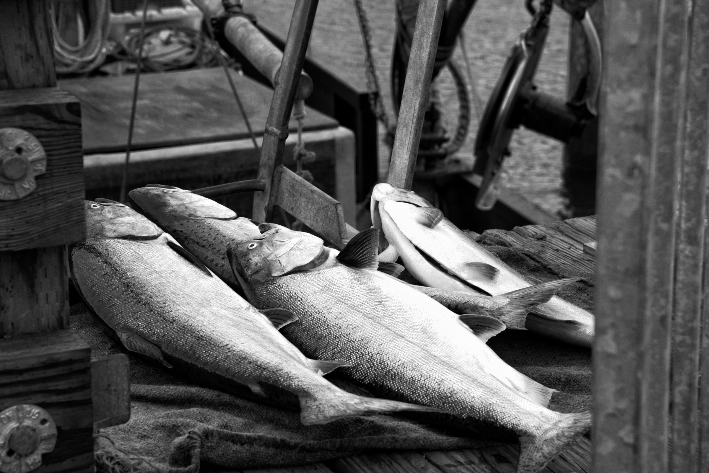 Morning Catch