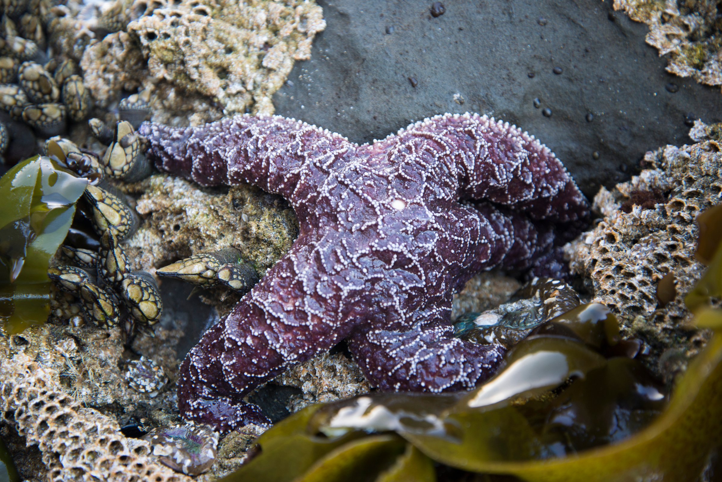 Starfish