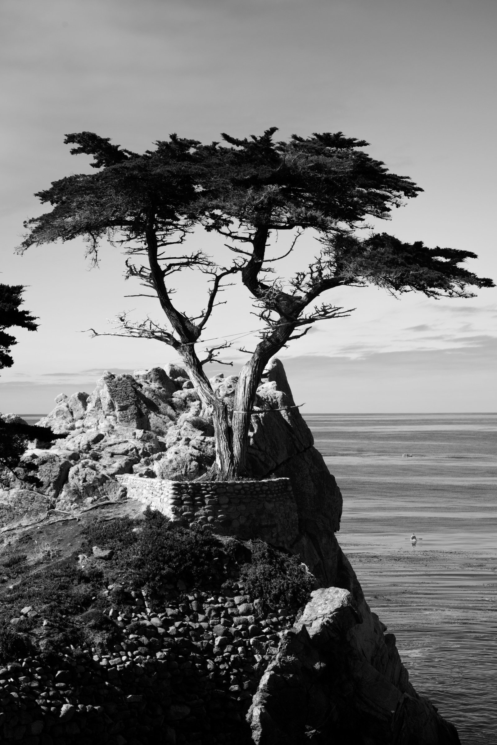 Lone Cypress
